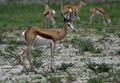 Impala antelope, Africa Royalty Free Stock Photo